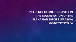 influence of microgravity in the regeneration of the planarian species