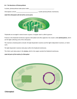 8-3 The Reactions of Photosynthesis In plants, photosynthesis takes