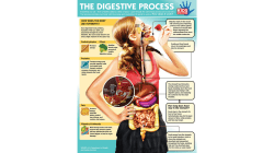 Digestion - Manhasset Public Schools