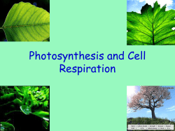Photosynthesis