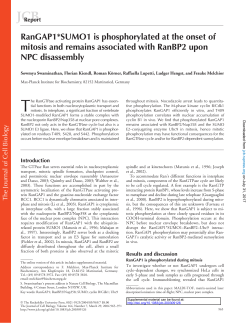RanGAP1*SUMO1 is phosphorylated at the onset of mitosis and