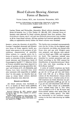 Blood Cultures Showing Aberrant Forms of Bacteria