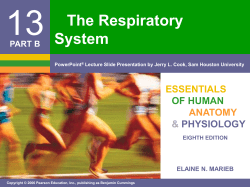 Nerve activates contraction