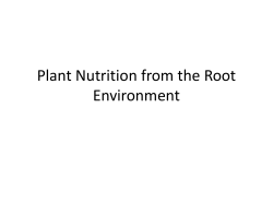 Plant Nutrition from the Root Environment