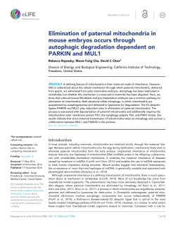 Elimination of paternal mitochondria in mouse embryos occurs