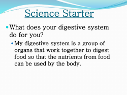 Digestive System