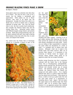 orange blazing vines make a show