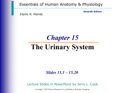 Chapter 15 The Urinary System