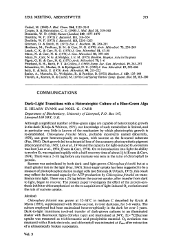 Dark-Light Transitions with a Heterotrophic Culture of a Blue