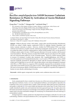 Bacillus amyloliquefaciens SAY09 Increases Cadmium