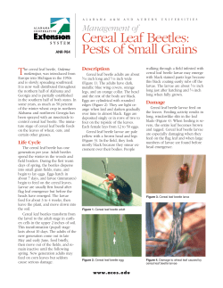 Cereal Leaf Beetles: Pests of Small Grains