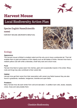 HARVEST MOUSE - Cheshire Wildlife Trust