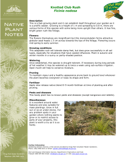 Ficinia nodosa plant notes