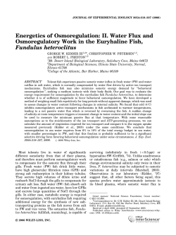 Energetics of osmoregulation: II. water flux and osmoregulatory work