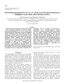 Electrochemical gradients for Na+, K+, Cl
