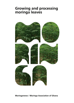 Growing and processing moringa leaves