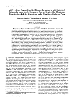 apdl+, a Gene Required for Red Pigment Formation in