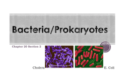 Bacteria/Prokaryotes