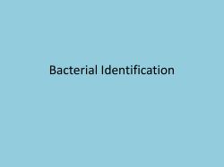 Bacterial Identification