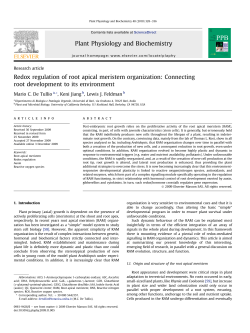 Redox regulation of root apical meristem organization: Connecting