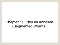 Phylum Annelida