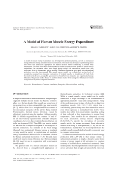 A Model of Human Muscle Energy Expenditure