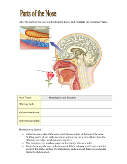 Label the parts of the nose on the diagram below and complete the