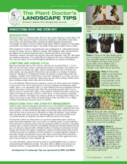 Rhizoctonia Root and Stem Rot - THE TREE DOCTOR