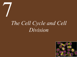 The Cell Cycle and Cell Division