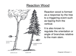 (8) Reaction wood