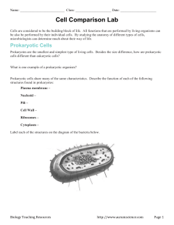 Prokaryotic Cells