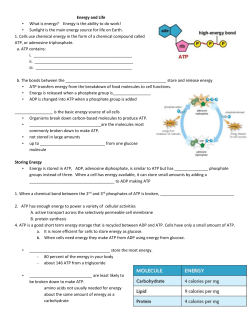 Light Dependent Reactions