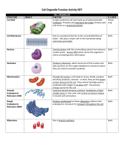 Cell Organelle Functions Activity KEY