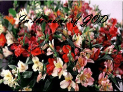 Leaf nitrogen concentration