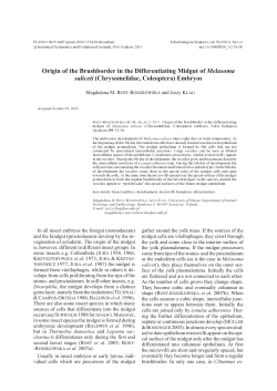 Origin of the brushborder in the differentiating midgut of