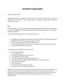 Introduction to Sugar Gliders