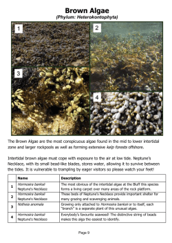 Brown Algae - Barwon Bluff