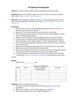 Spinach Leaf Chromatography