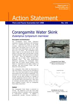 Corangamite Water Skink