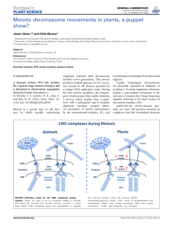 Meiotic chromosome movements in plants, a puppet show?