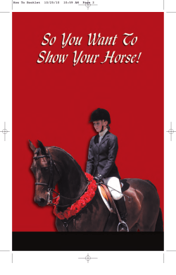 Show Horses - American Morgan Horse Association