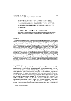 identification of spermatogenic cell plasma membrane glycoproteins