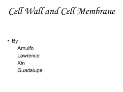 Cell Wall - stitesscience