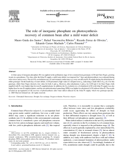 The role of inorganic phosphate on photosynthesis recovery of
