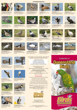 Queensland Birds Queensland Birds