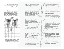Secrets of Prairie Plants brochure