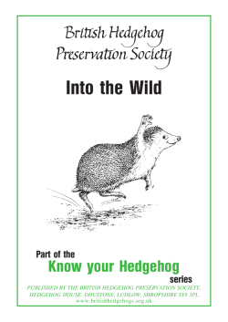 Into the Wild - The British Hedgehog Preservation Society