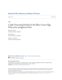 Cattle Poisoning Related to the Blue