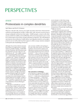 Proteostasis in complex dendrites