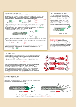 dynamic instability atp caps and gtp caps nucleotide hydrolysis